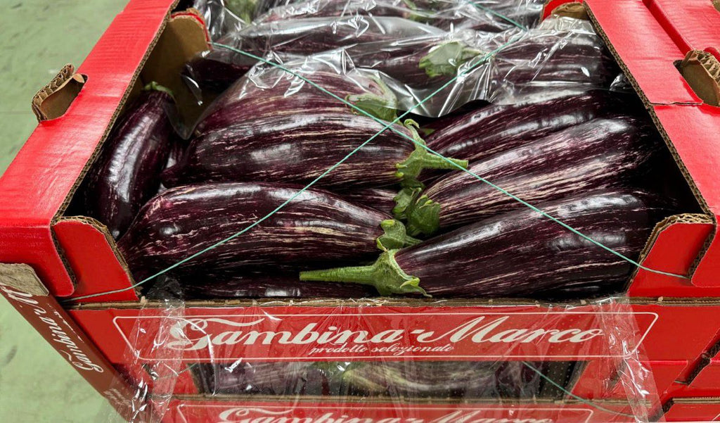 AUBERGINE STRIPED