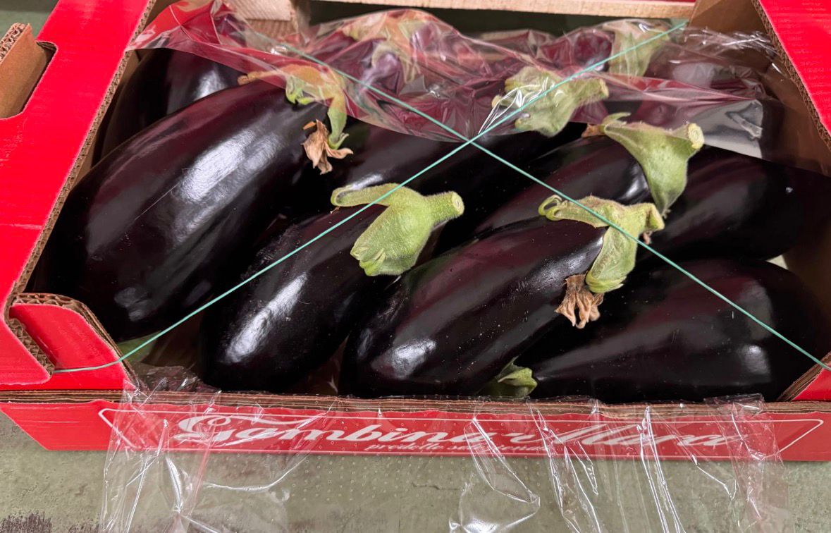 AUBERGINE BLACK 12PCS