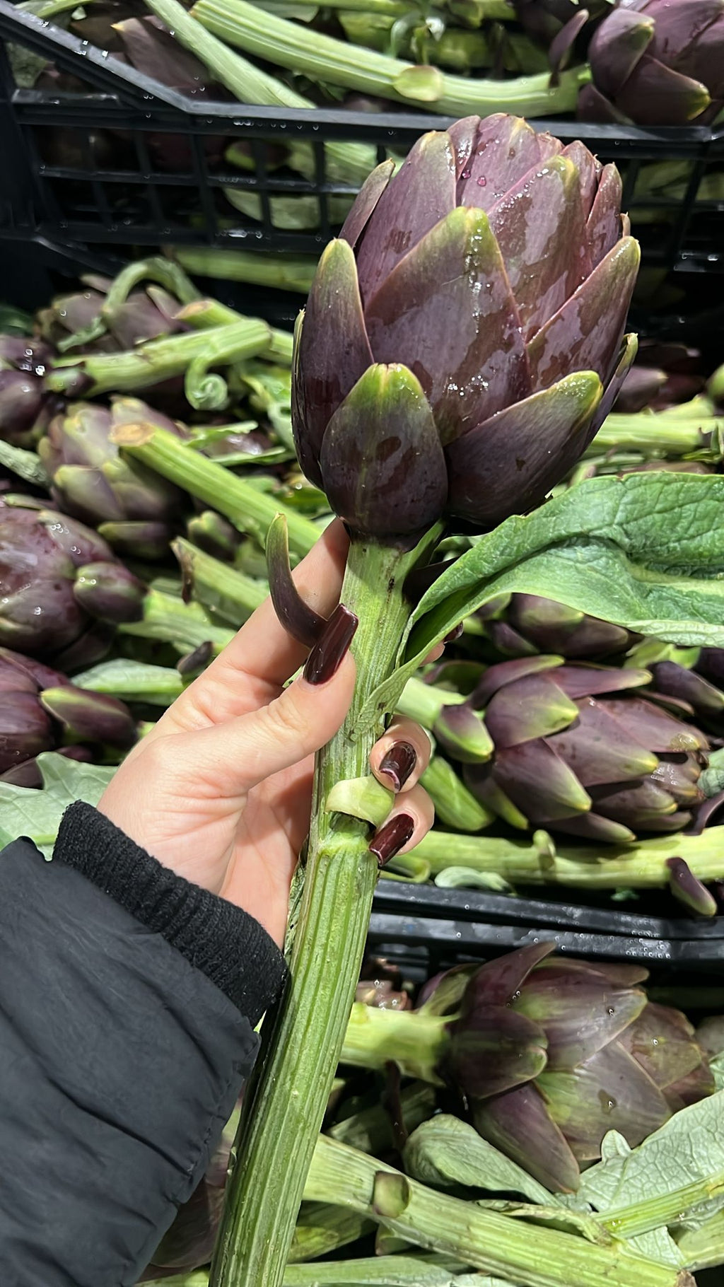 ARTICHOKES THEMA X 18 LEAFY