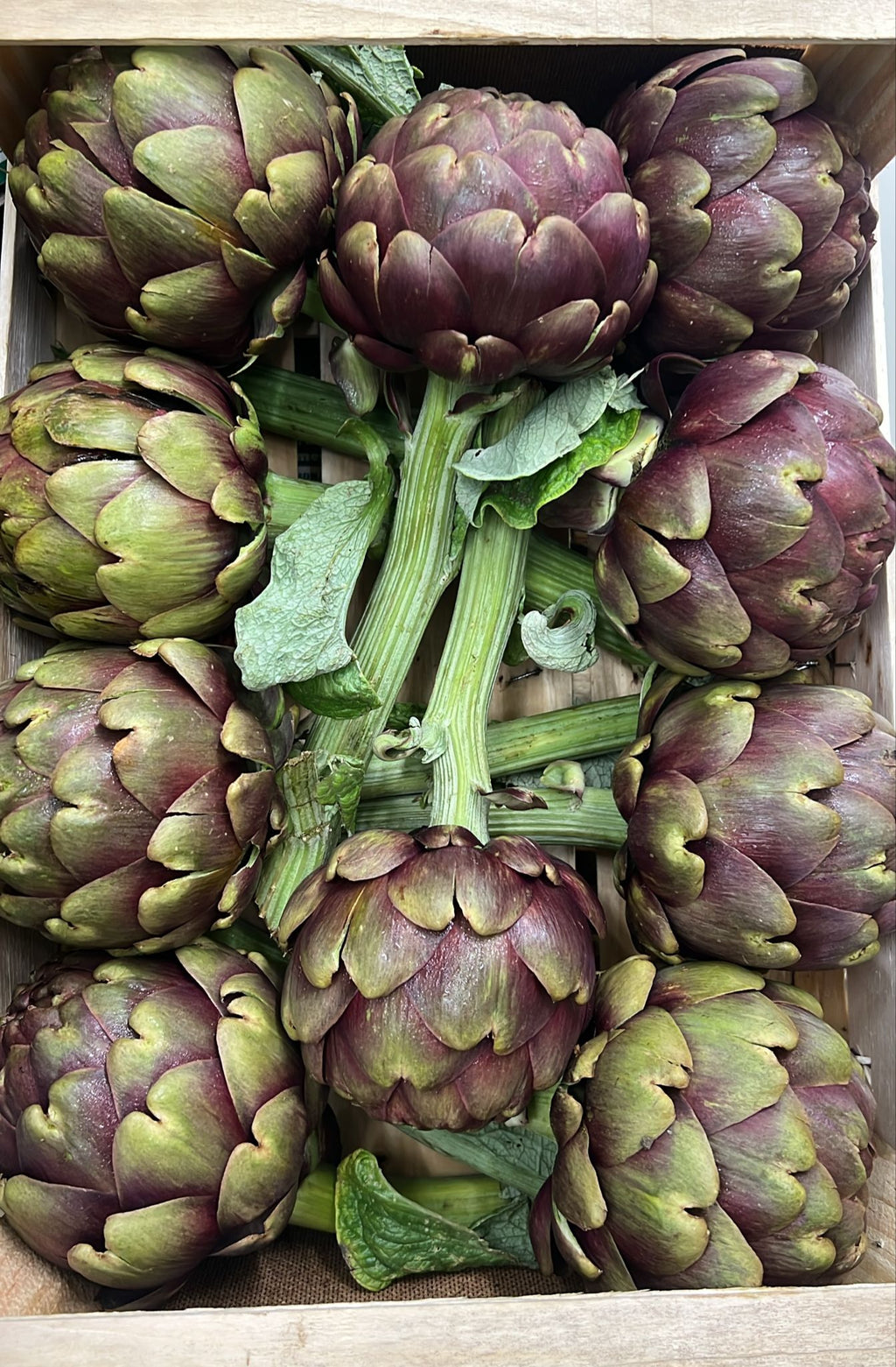 ARTICHOKES MAMMOLA X 10