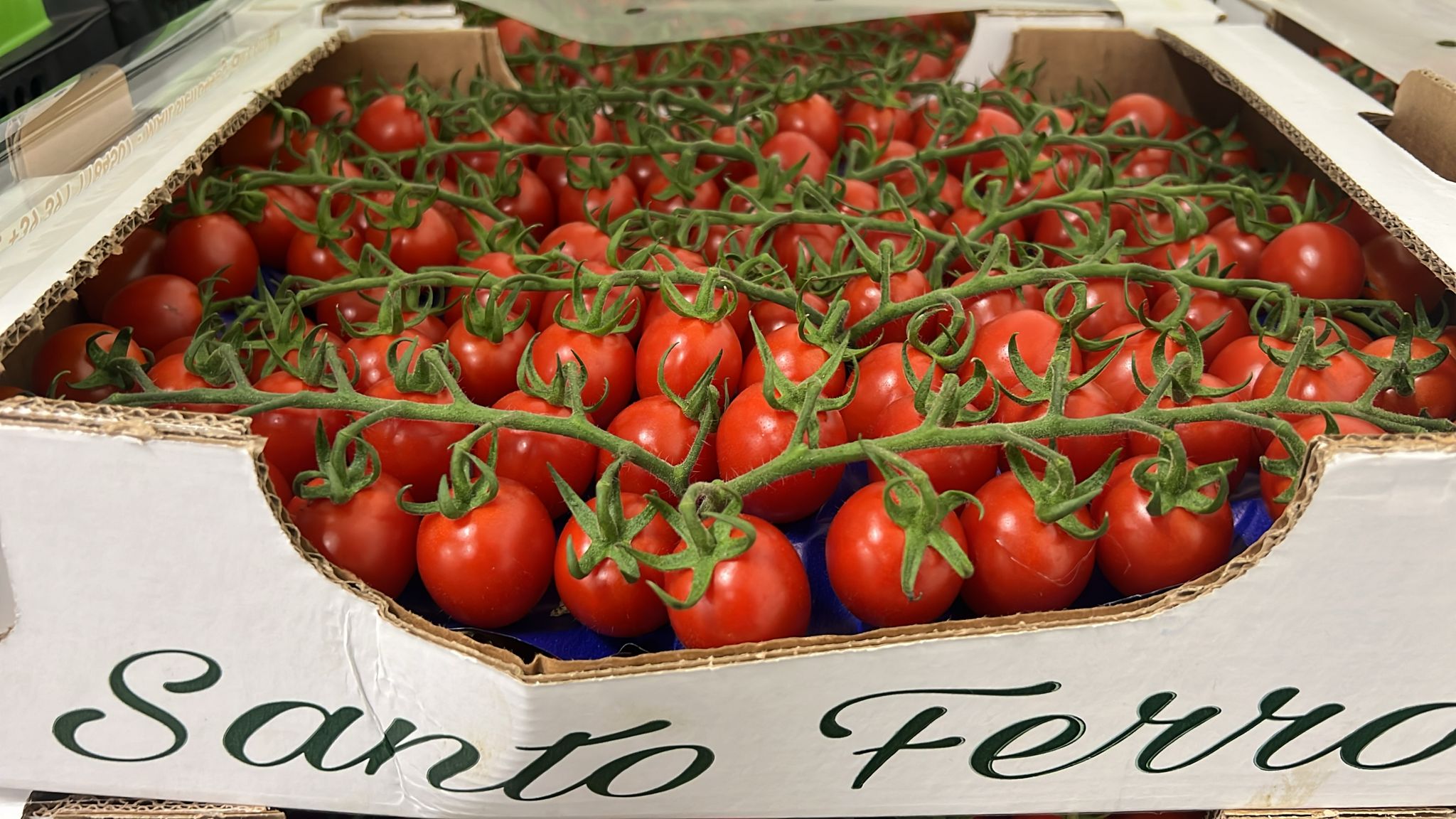 TOMATO CHERRY VINE