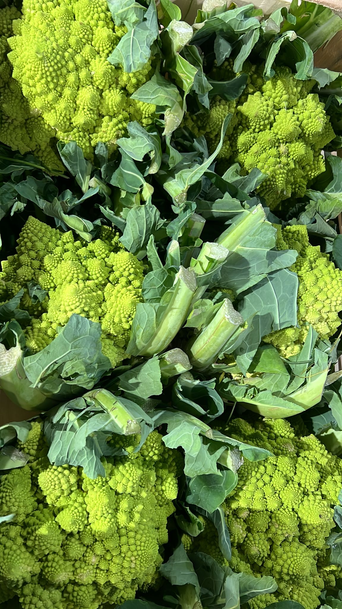 CAULIFLOWER ROMANESQUE