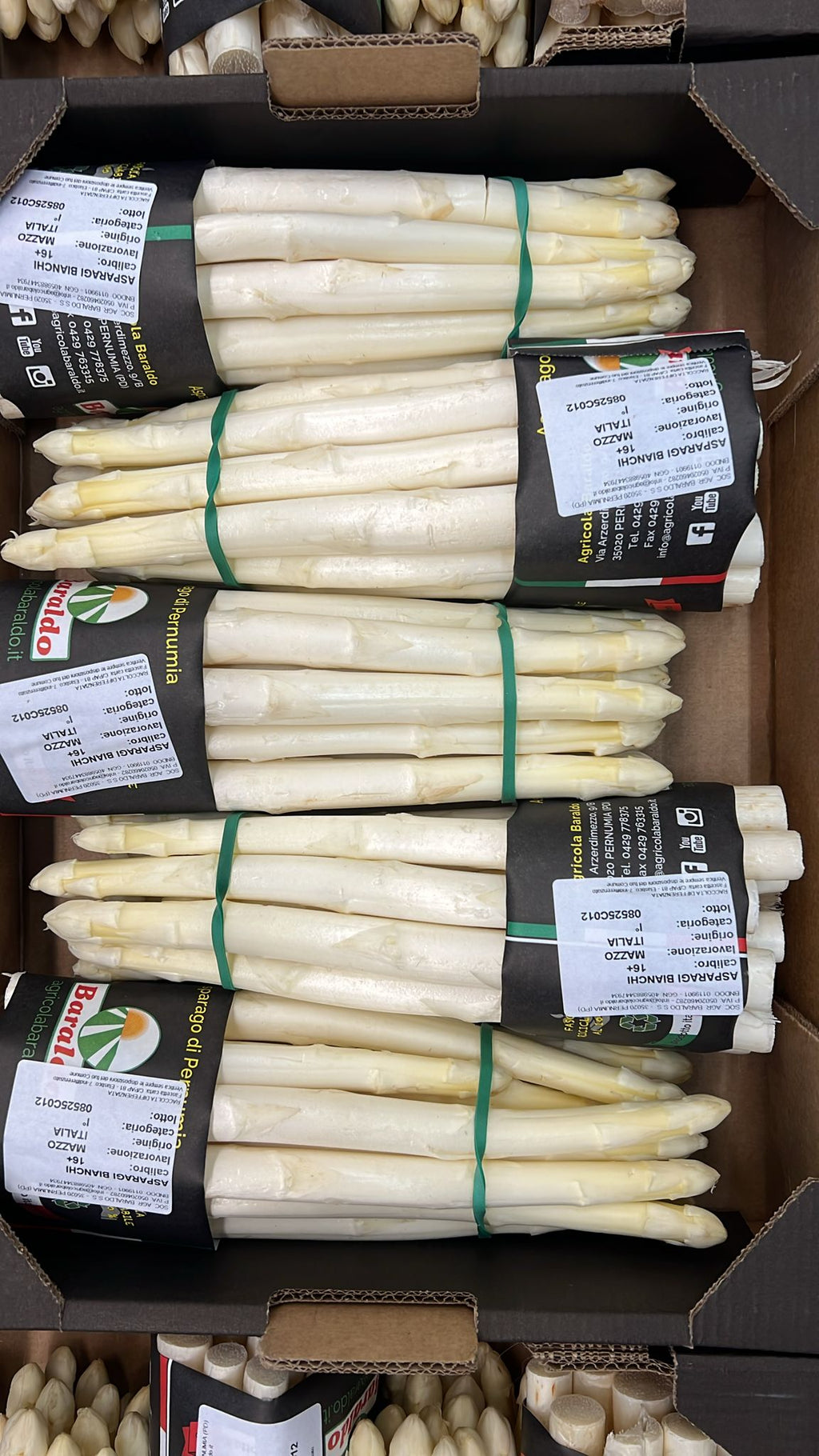 ASPARAGUS WHITE CAL 22+