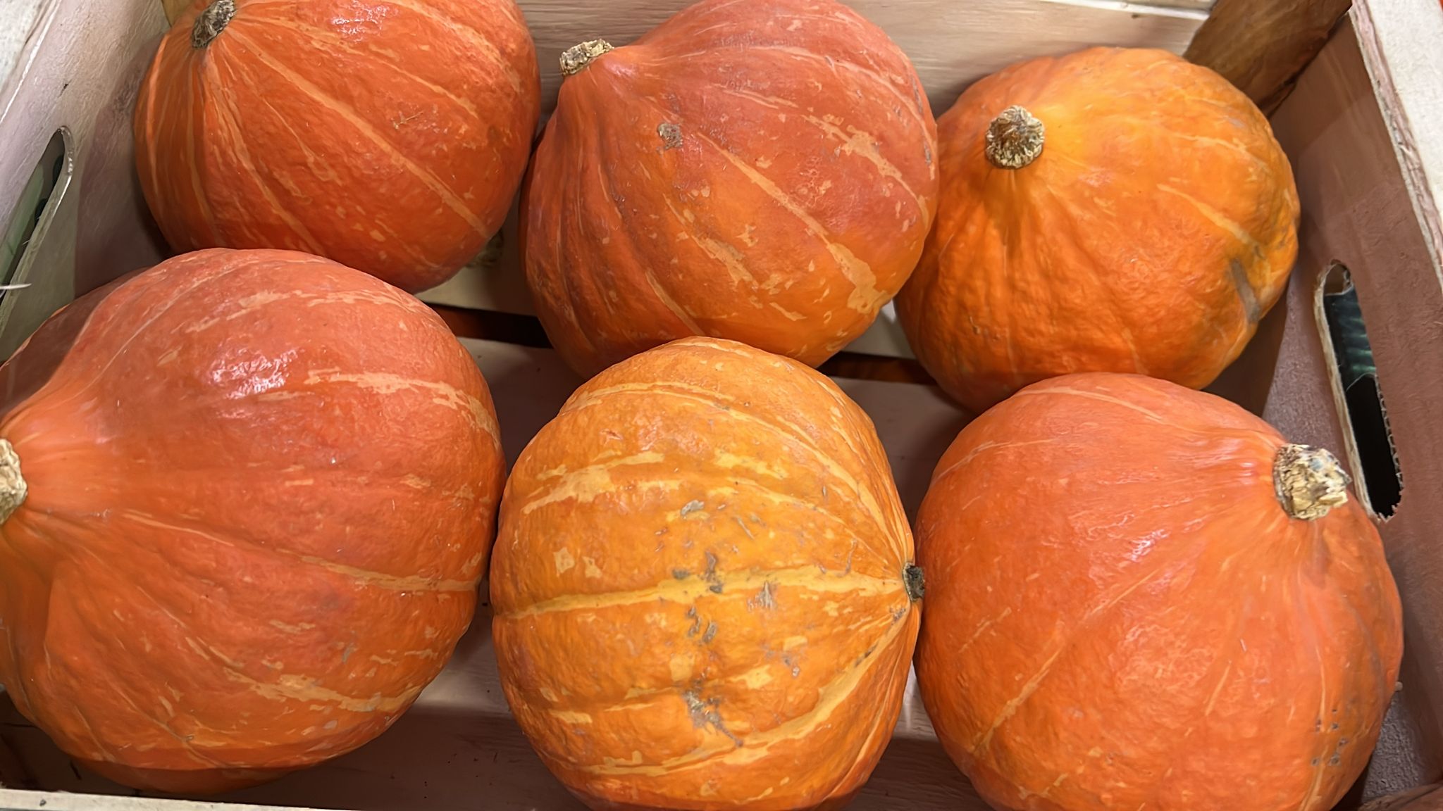SQUASH MUSCAT