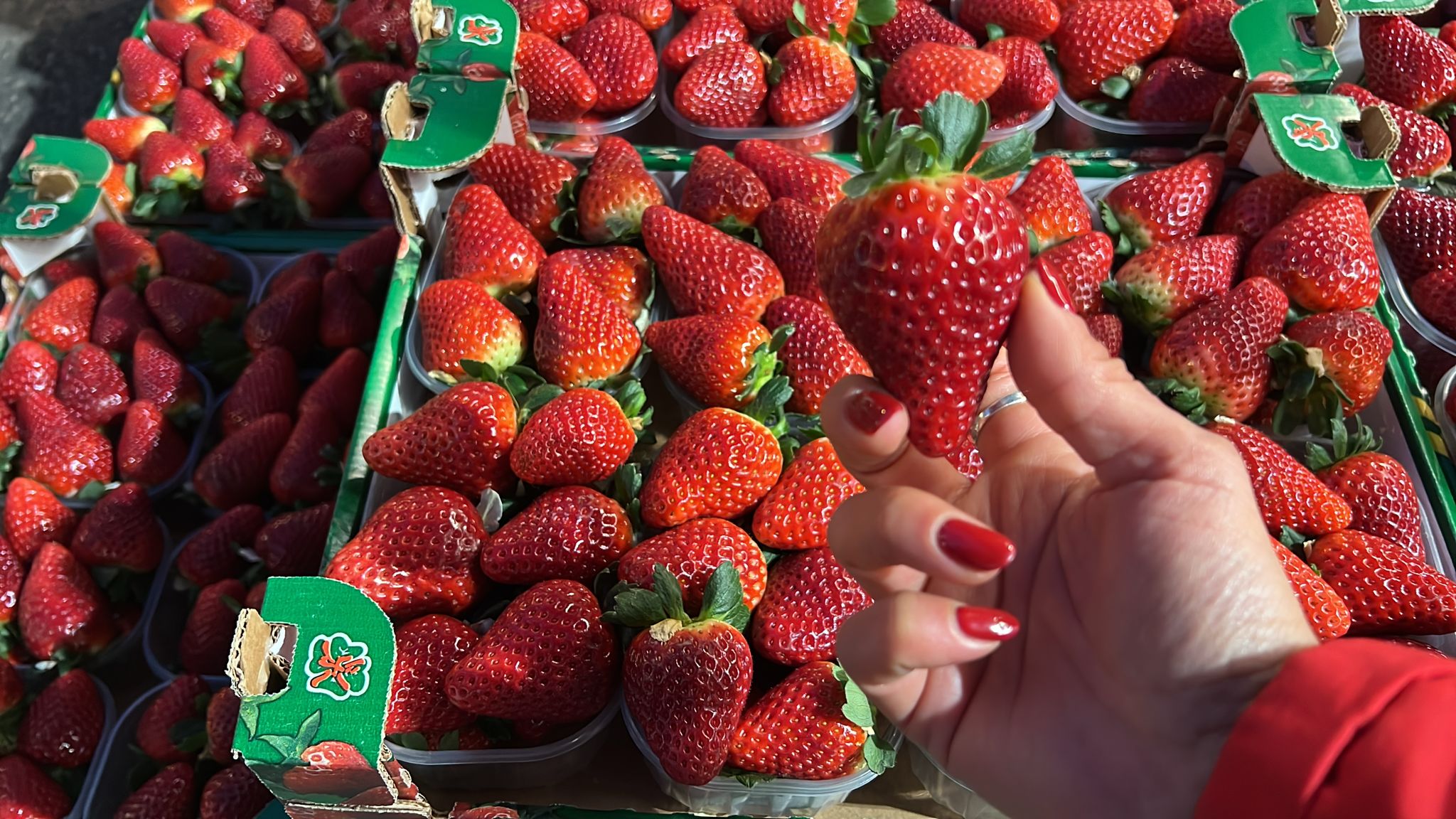 STRAWBERRIES 8 PUNNET