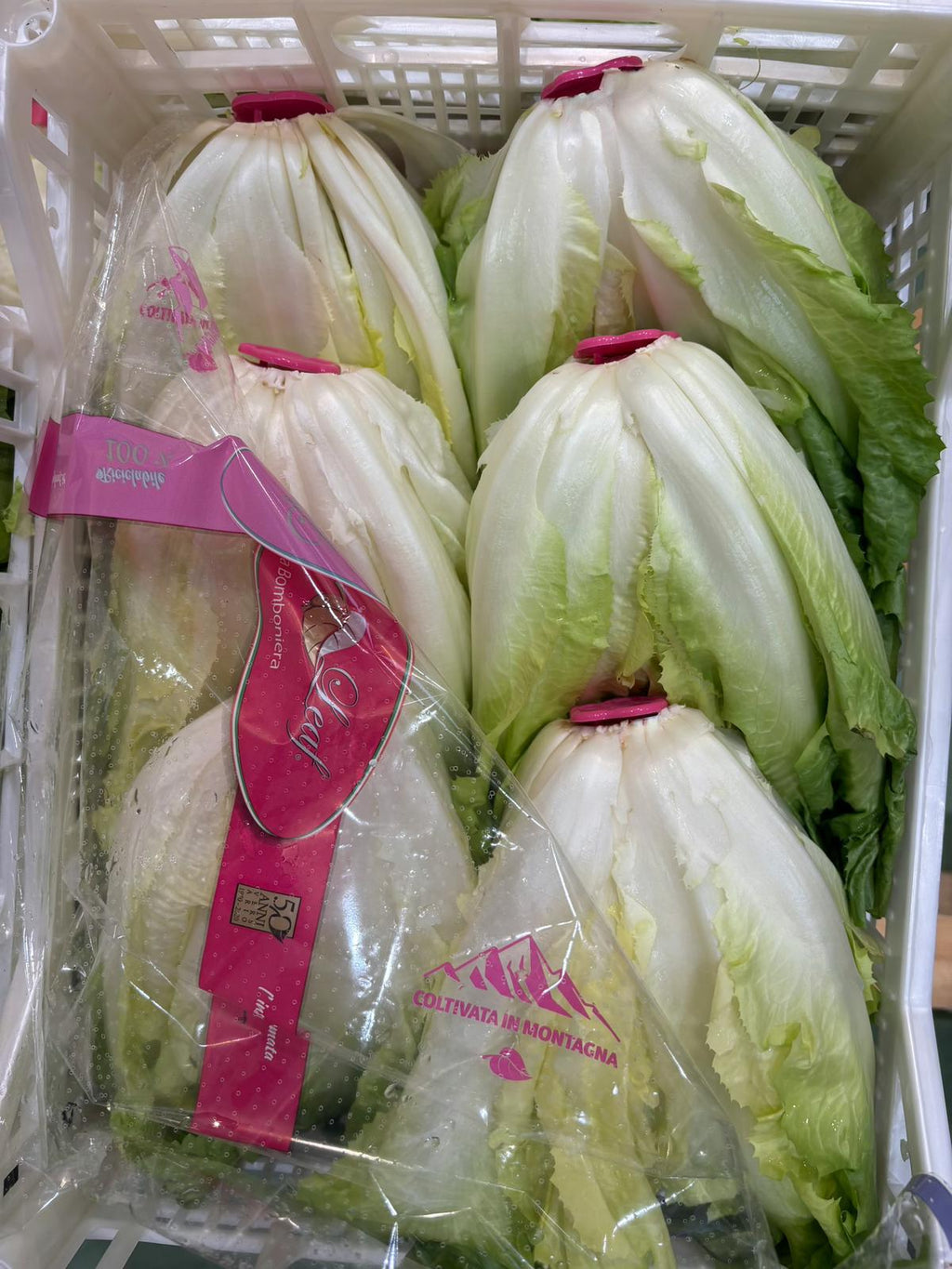 LETTUCE COS