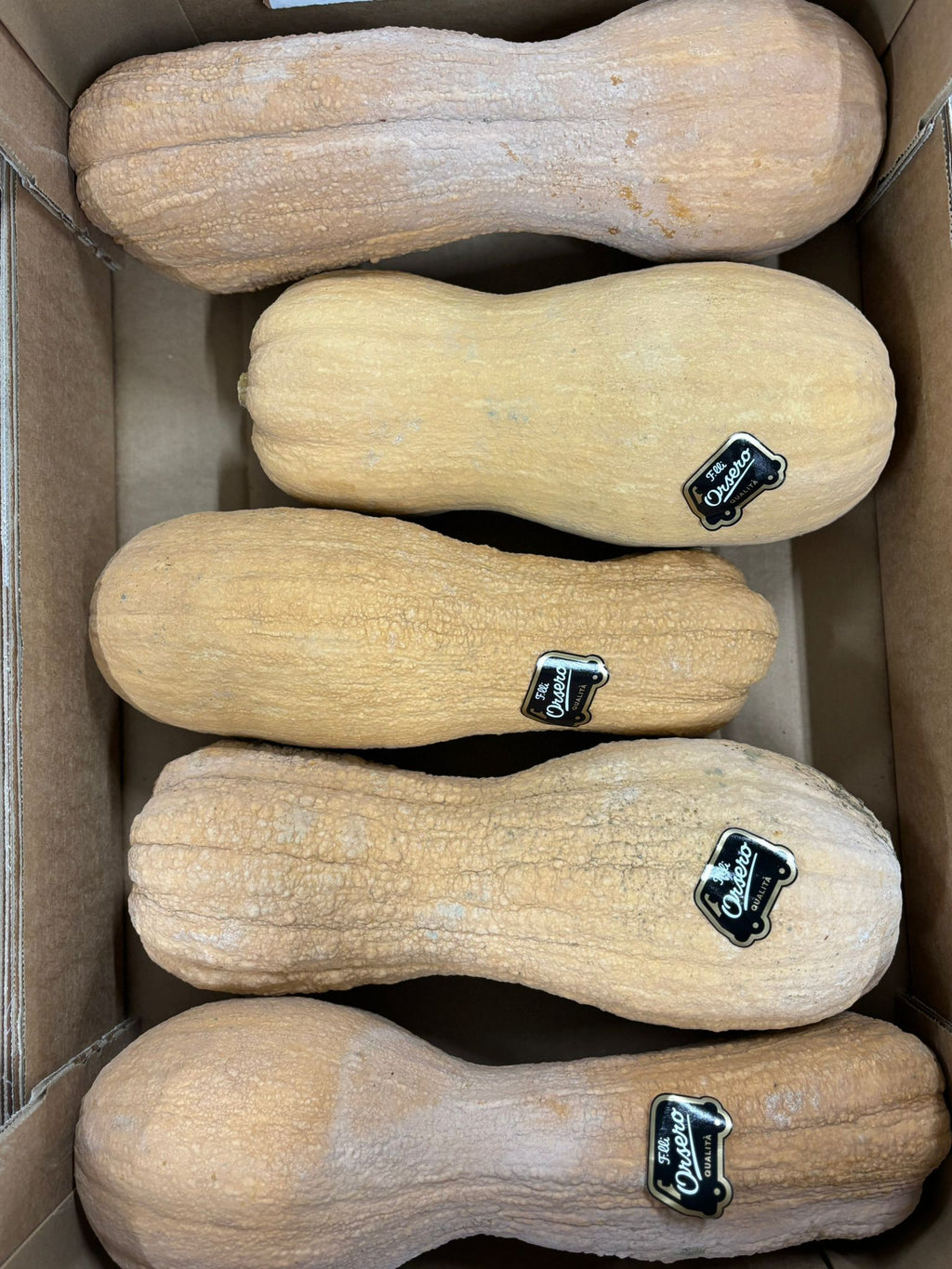 SQUASH VIOLINO