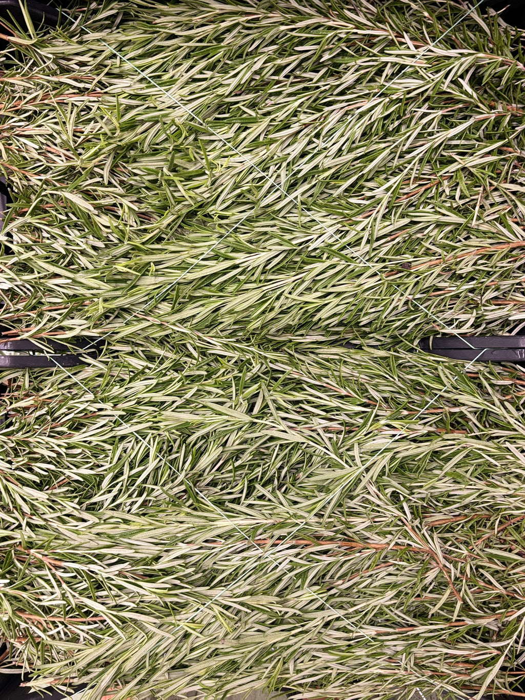 ROSEMARY 10 BUNCHES X 100G