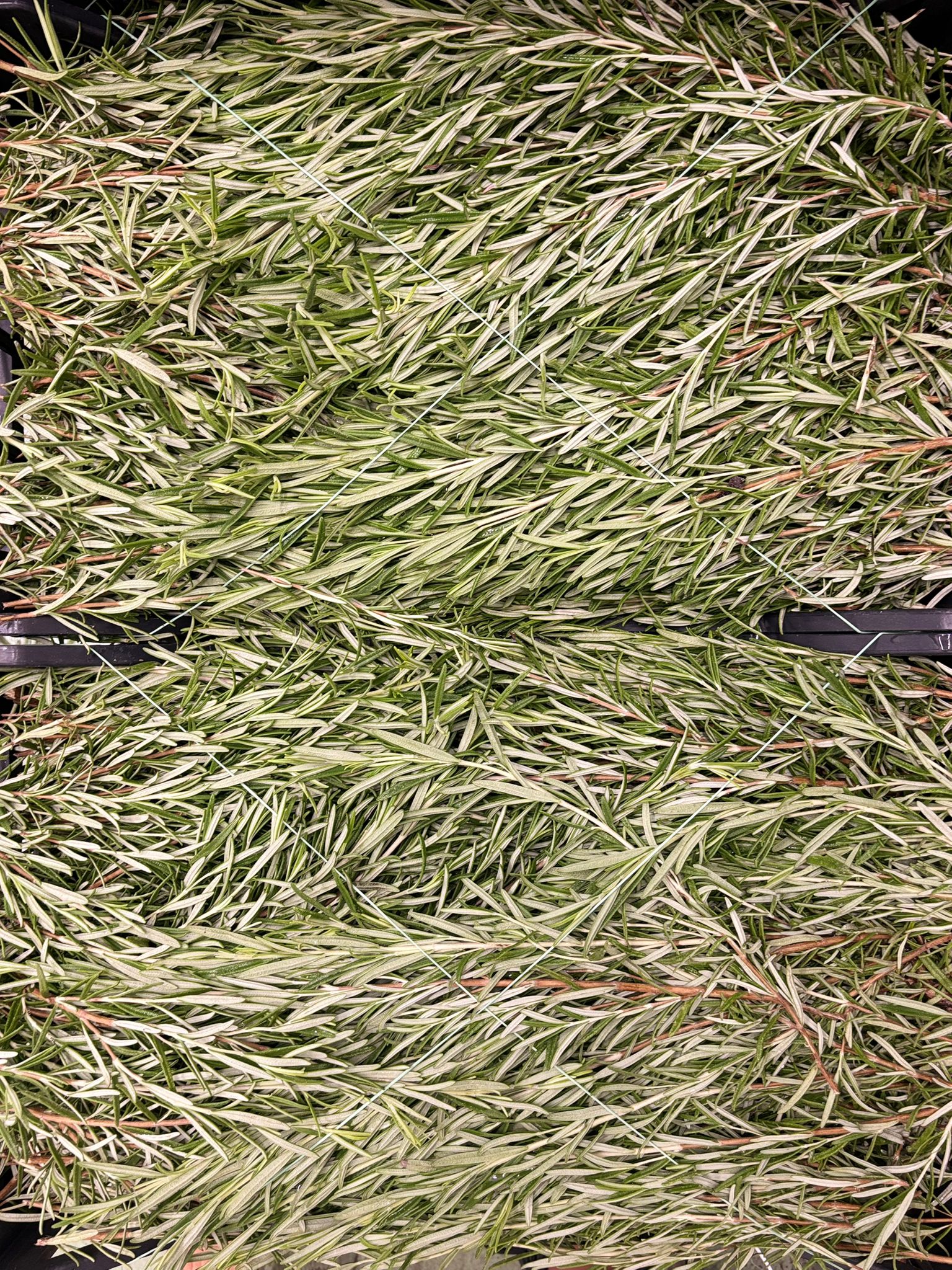 ROSEMARY 10 BUNCHES X 100G