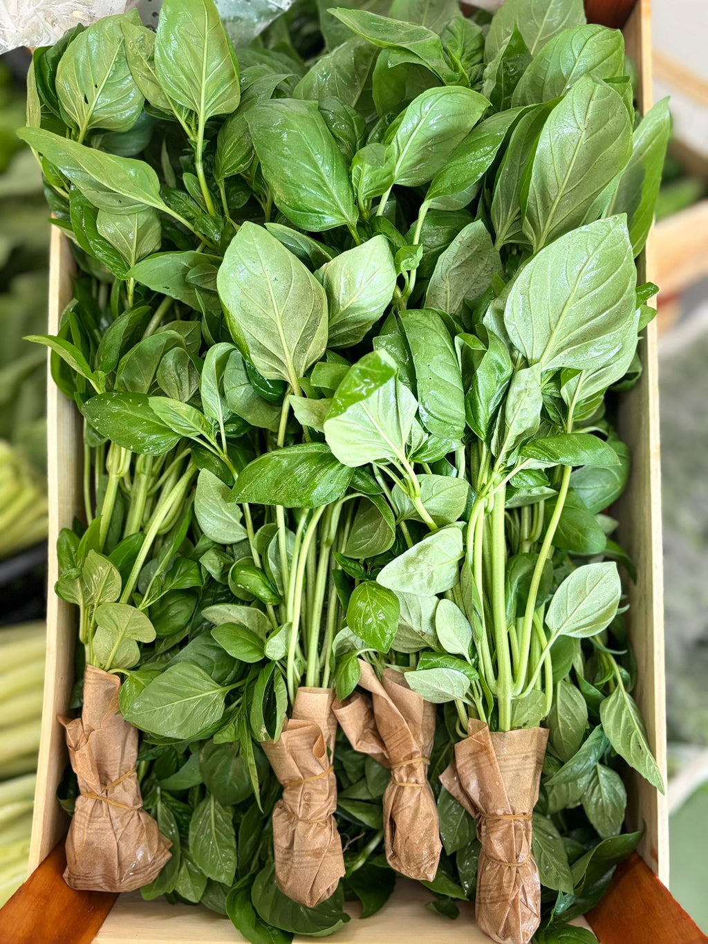 HERB BASIL LIGURIA