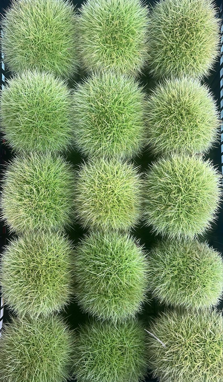 CHESTNUT 18X100GR