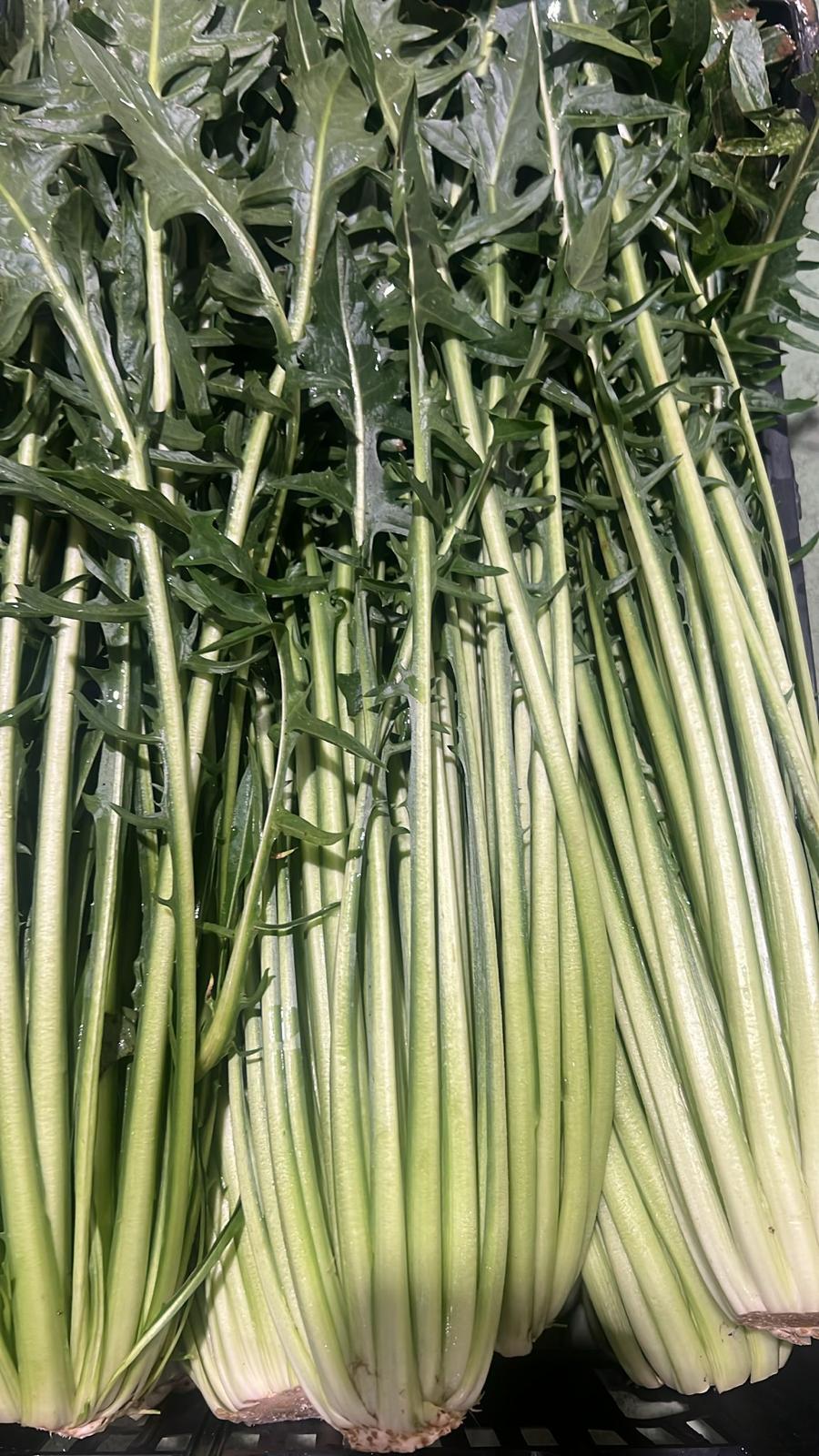PUNTARELLA