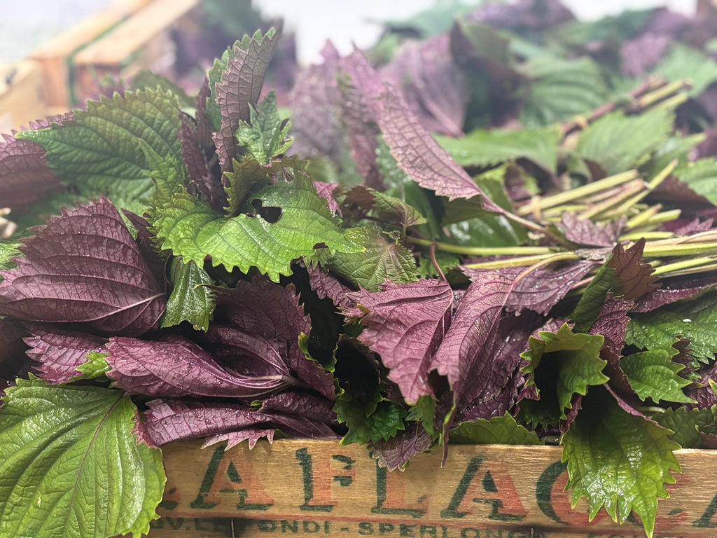 NETTLES