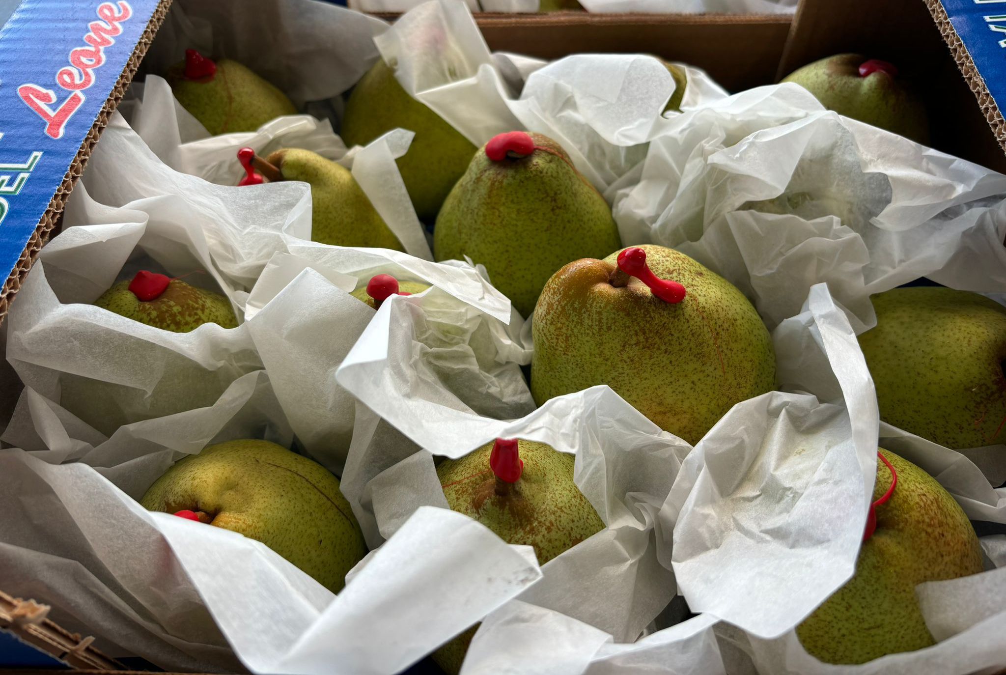 PEARS COMICE WAX TIP 14
