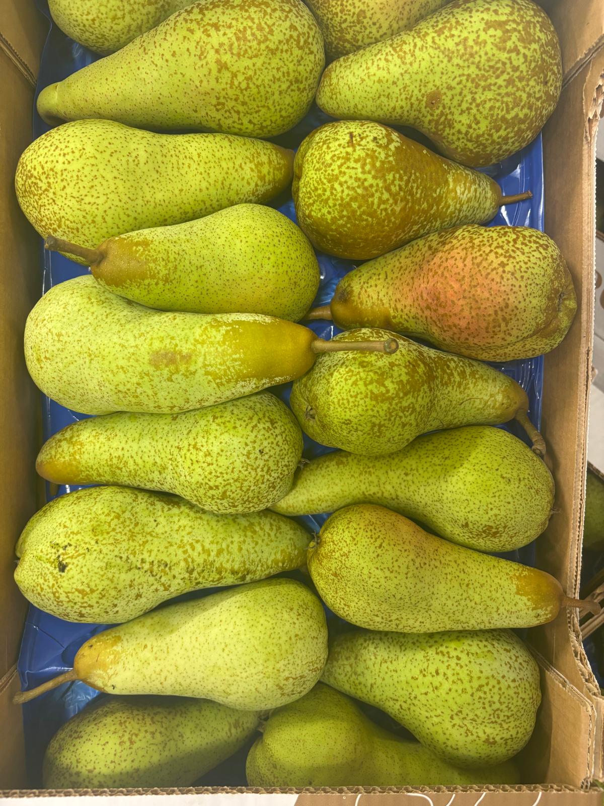 PEARS ABATE CAL 18