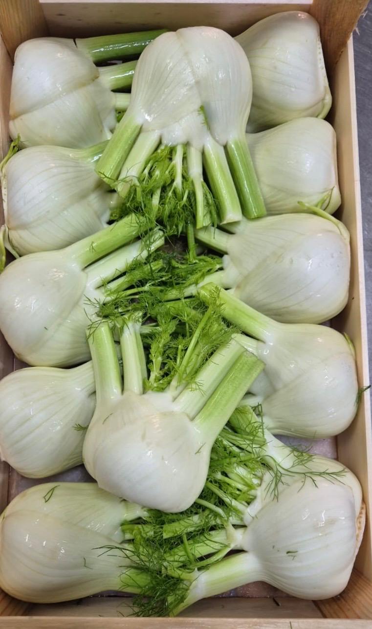 FENNEL 12 PCS