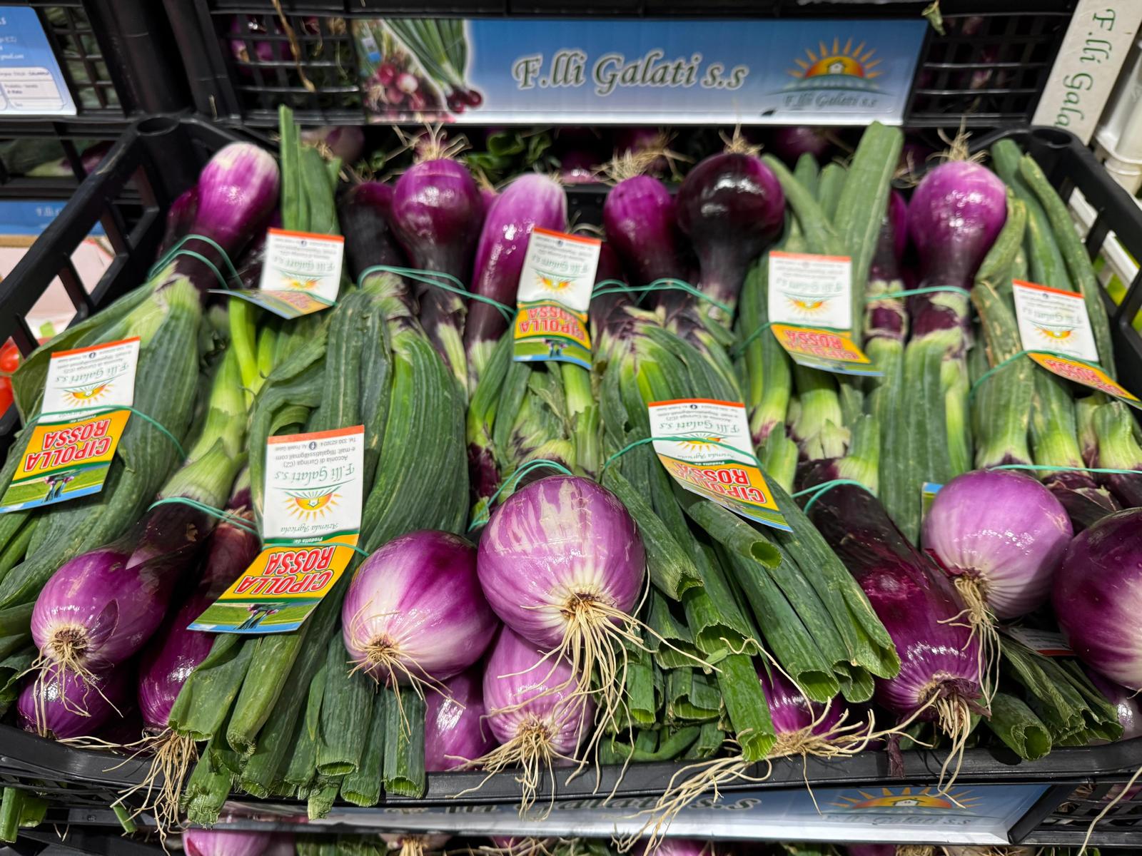 ONION TROPEA SPRING BUNCH