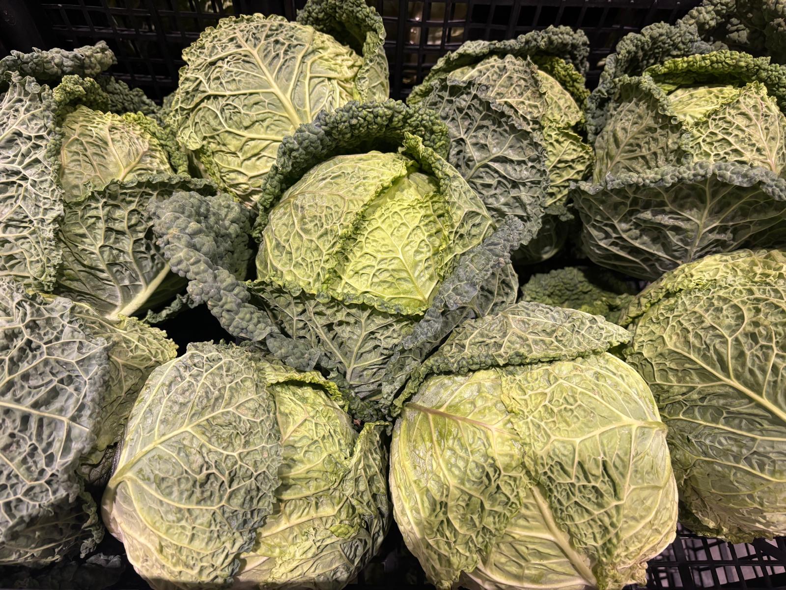 CABBAGE SAVOY
