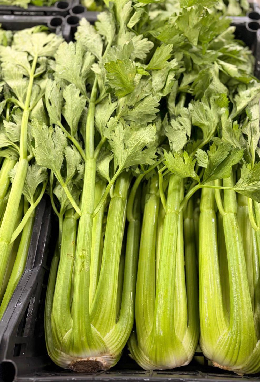 CELERY LEAFY