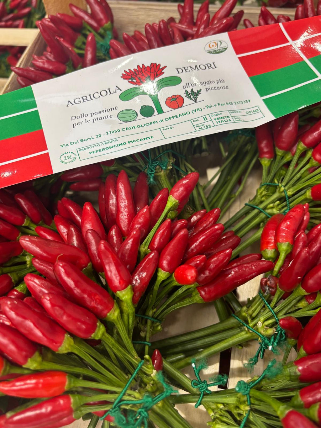 PEPPERS CHILLY 15 BUNCHES