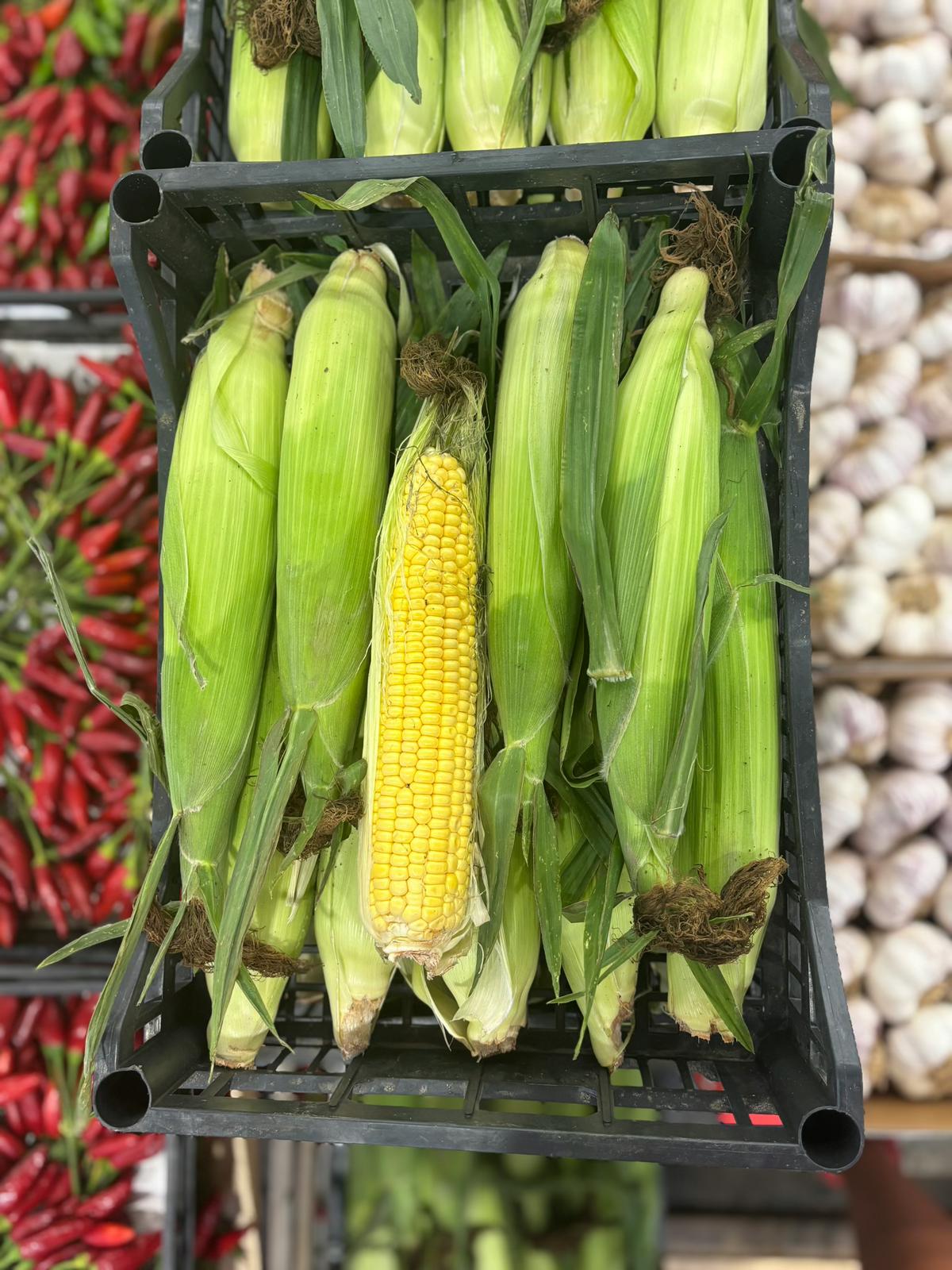 CORN COB X 10 PCS