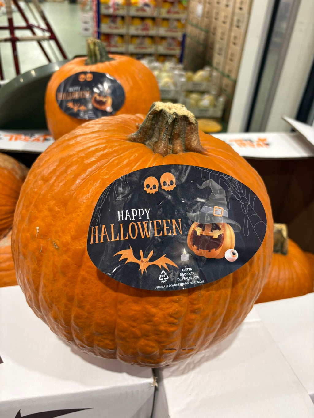 SQUASH ORNAMENTAL