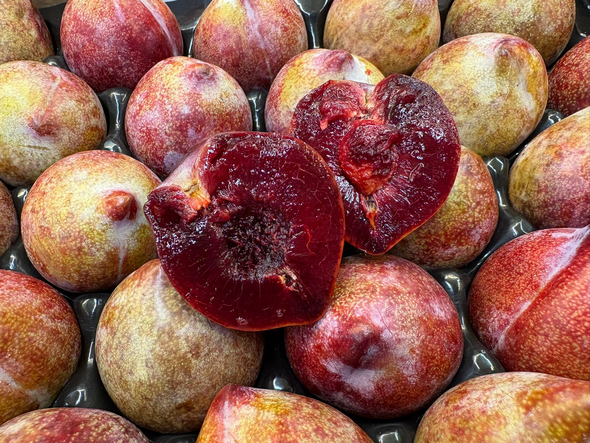 PLUM SANGUE DI DRAGO