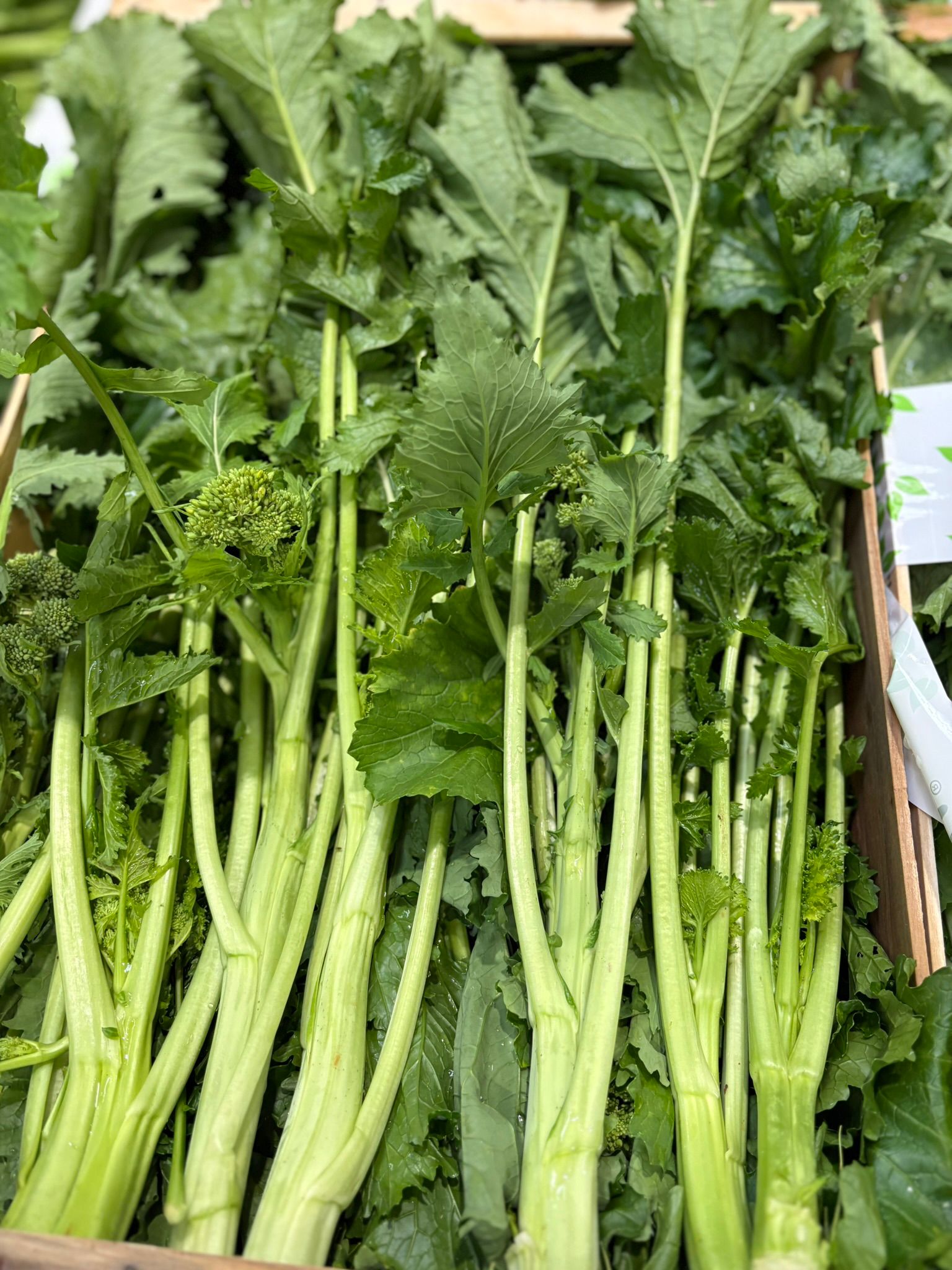CIMA DI RAPA MERIDIONALE