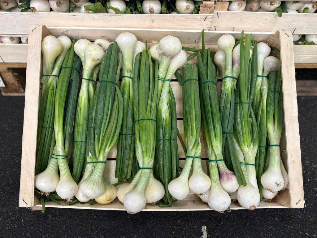 ONION GRELOT BUNCHES