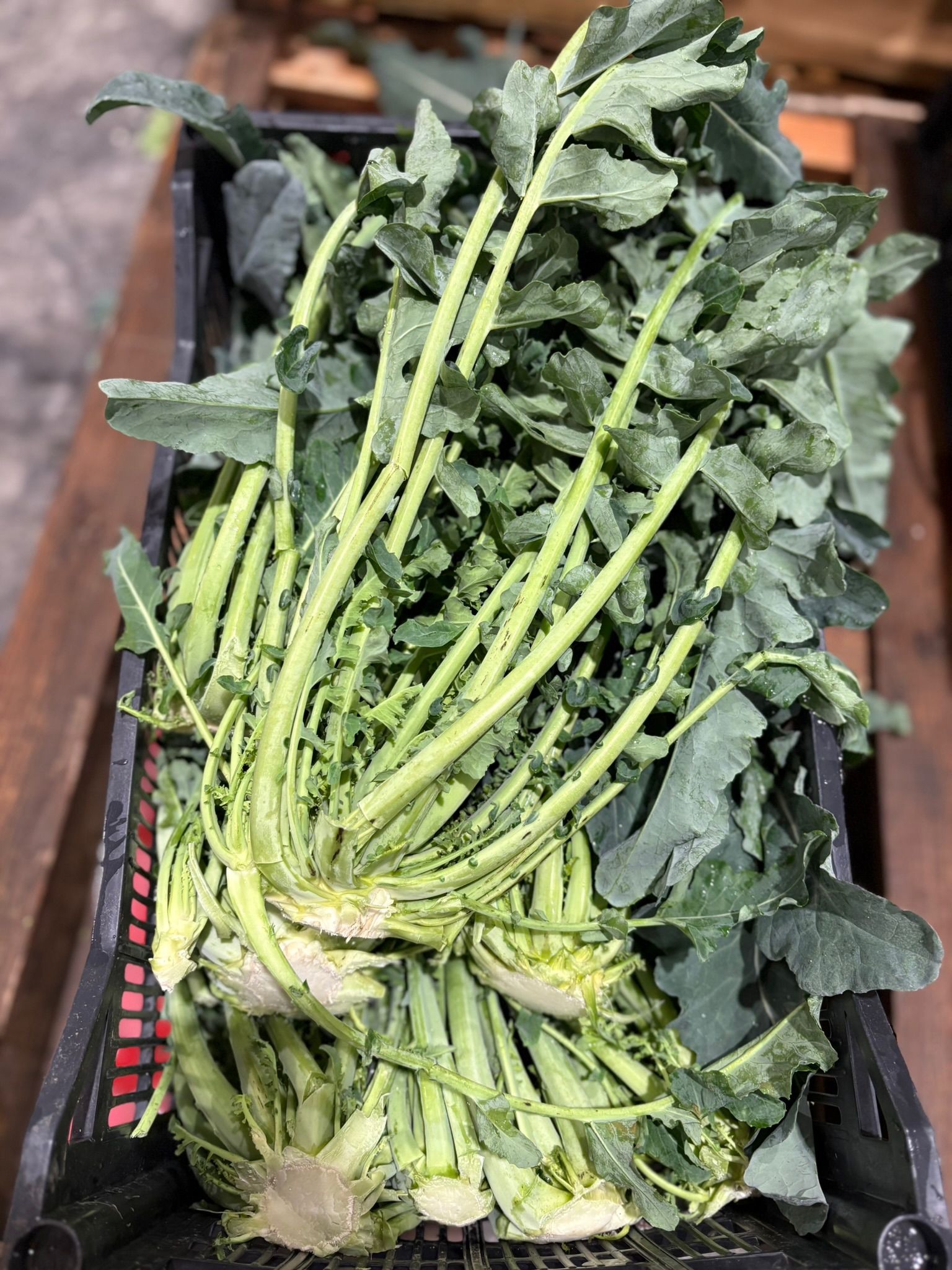 BROCCOLO FIOLARO