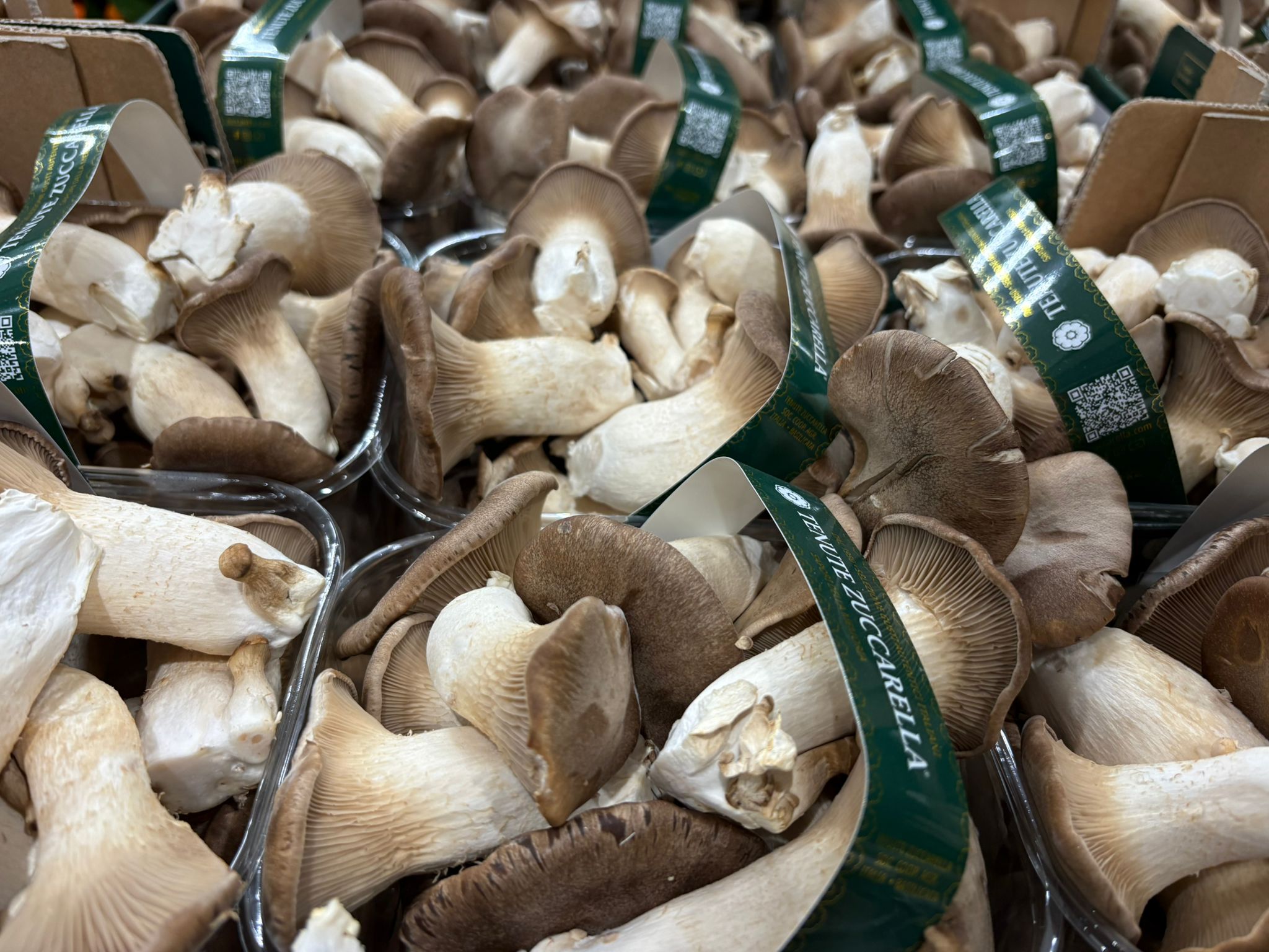 MUSHROOM CARDONCELLI