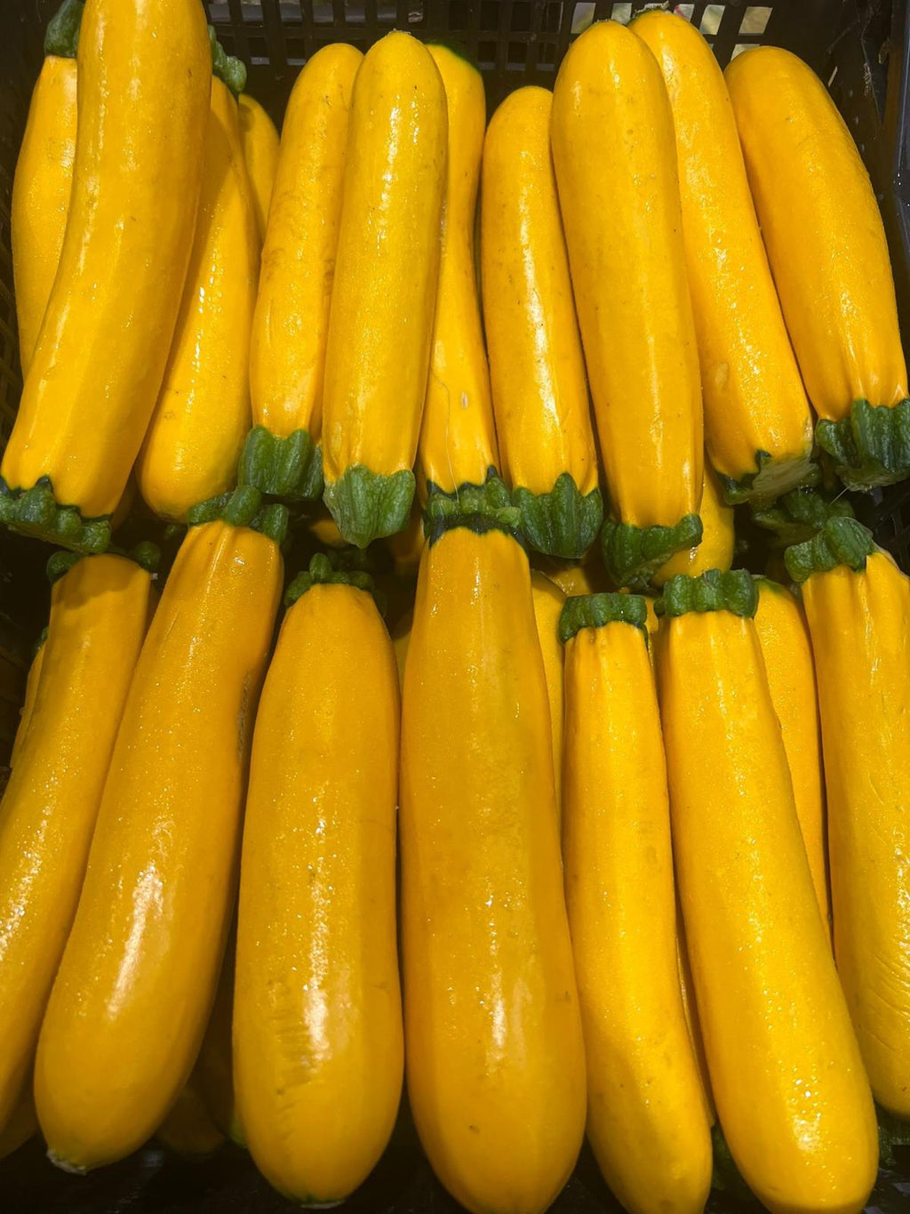COURGETTES YELLOW