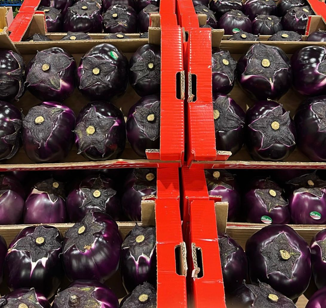 AUBERGINE PALE
