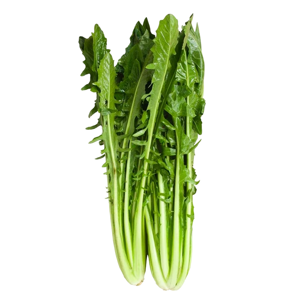 CATALOGNA CICORIA LONG