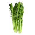 CATALOGNA CICORIA LONG