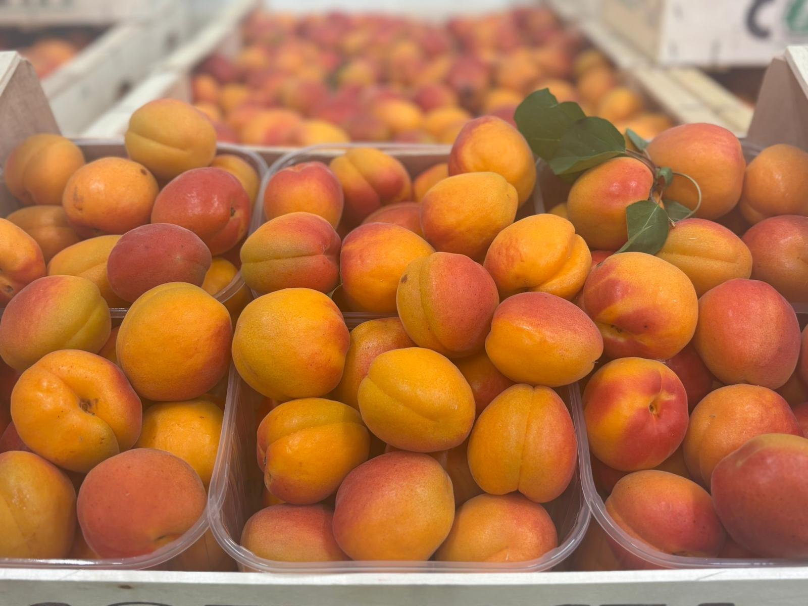 APRICOT