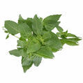 BASIL GREEN