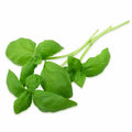 HERB BASIL GREEN ITALIAN PUNNET