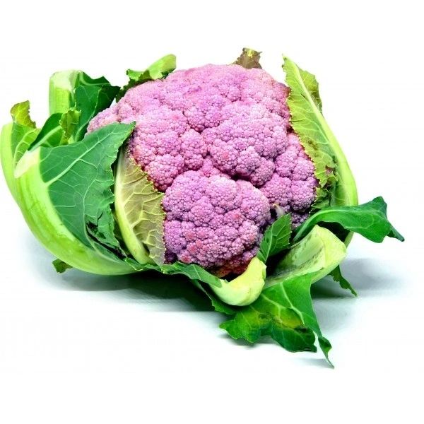 CAULIFLOWER PURPLE