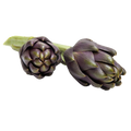 ARTICHOKES THEMA X 18 LEAFY