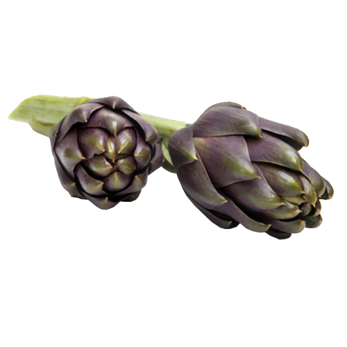 ARTICHOKES THEMA X 18 LEAFY