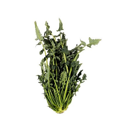 BROCCOLO FIOLARO
