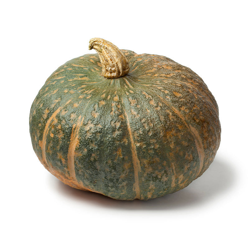 SQUASH DELICA