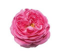 ROSA DEL SILE