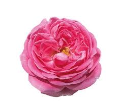 ROSA DEL SILE