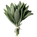 HERB SAGE 10 BUNCHES X 100G