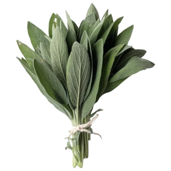 HERB SAGE 10 BUNCHES X 100G