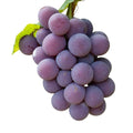 GRAPES STRAWBERRIES FRAGOLA