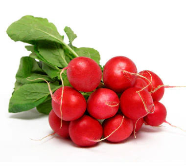 RADISH RED BUNCH 15 BUNCHES