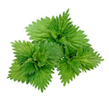 NETTLES